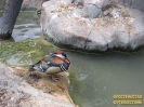 Водоплавающие пернатые