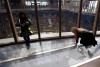 На Эйфелевой башне появился стеклянный пол