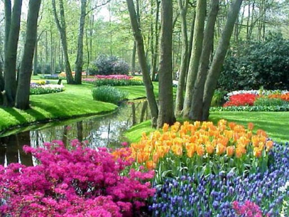 Фестиваль цветов Bloemencorso в Голландии